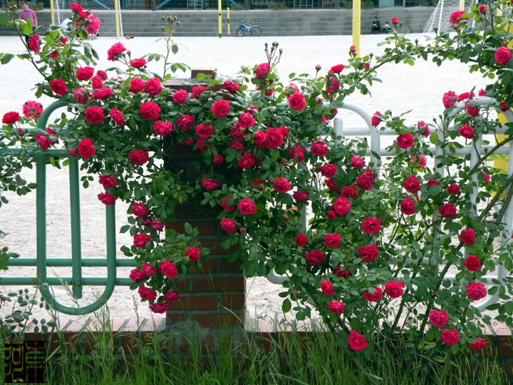 cách trồng cây hoa hồng leo